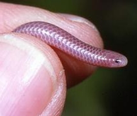 Найменша змія в світі