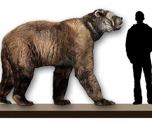 Гігантський короткомордий ведмідь